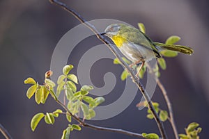 Yellow breasted Apalis in Kruger National park, South Africa