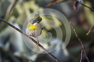 Yellow breasted Apalis in Kruger National park, South Africa