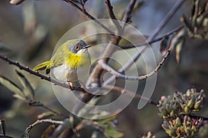 Yellow breasted Apalis in Kruger National park, South Africa