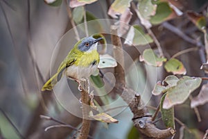 Yellow breasted Apalis in Kruger National park, South Africa