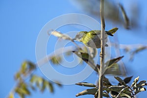 Yellow breasted Apalis in Kruger National park, South Africa