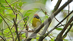 Yellow-breasted brushfinch