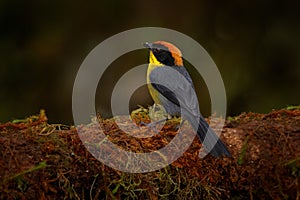 Yellow-breasted Brushfinch, Atlapetes latinuchus, bird from Mindo in Ecuador. Tanager in nature habitat. Wildlife scene from
