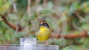 Yellow-breasted brushfinch on a bird feeder