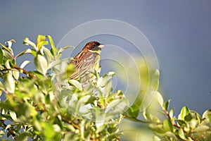 Yellow-breasted bunting male sits on a branch