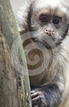 Yellow Breasted Capuchin