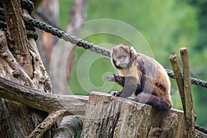 Yellow-Breasted Capuchin, the yellow-breasted or buff-headed capuchin. Portrait