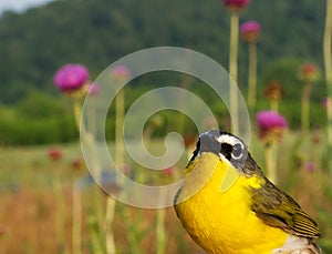 Yellow-Breasted Chat