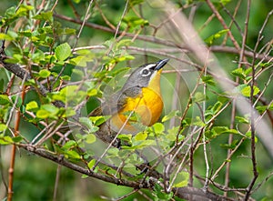 Yellow-breasted Chat