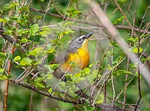Yellow-breasted Chat photo