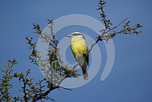 Yellow breasted chat