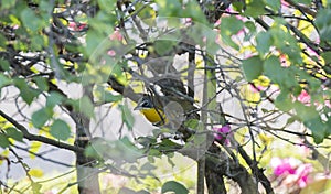 Yellow-breasted Chat Icteria virens in Dense Brush