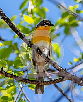 Yellow-breasted Chat Perched in a Colorado Woodland