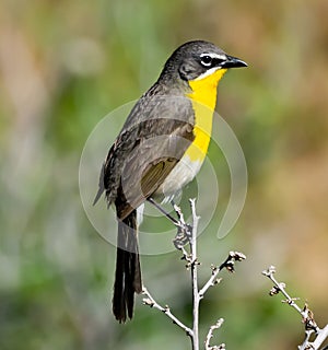 Yellow-breasted Chat in the Rocky Mountains photo