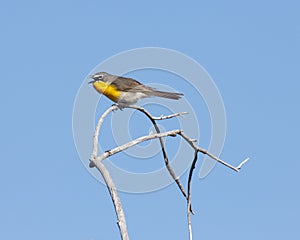 Yellow-breasted Chat