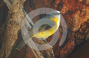 Yellow Breasted Robin