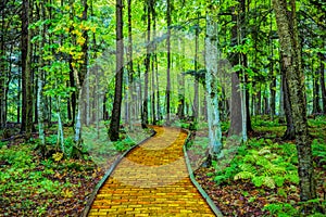 Yellow brick road through forest photo