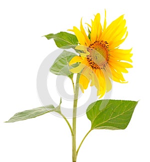 Yellow bright beautiful sunflower flower