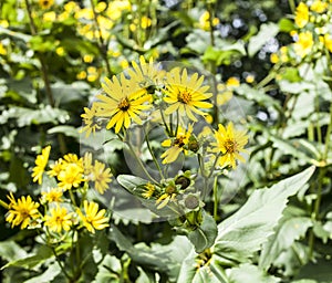 Yellow bright flowers.