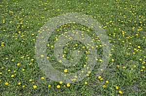 Yellow bright flowers dandelions blooming on green grass background of spring meadows