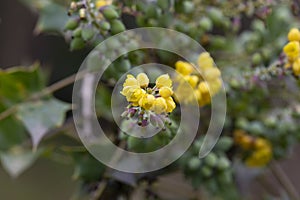 Yellow bright flowers of mahonia (Mah nia aquif lium). Shrub mahonia of barberry family in full bloom. photo