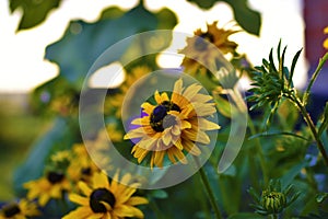 Yellow bright flowers of rudbeckia yellow perennial chamomile