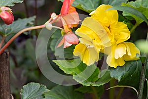 Yellow bright flowers of tuberous begonias ,Begonia tuberhybrida, blooming in garden.Blooming begonia grows in flower