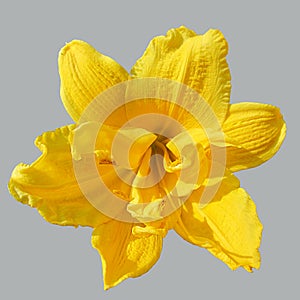 Yellow bright lily isolated on a background ultimate gray