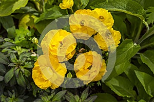 Yellow Bright Ranunculus Asiaticus or Rimmed Persian Buttercup Flower Outdoors In Garden