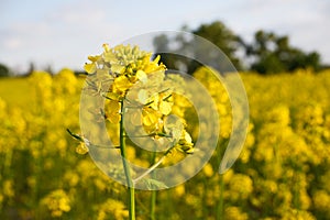 Yellow bright rapeseed flower close-up. Blooming rapeseed field. Canola Colza Yellow Flowers. Rapeseed, Oilseed Field Meadow