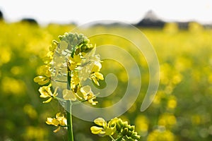 Yellow bright rapeseed flower close-up. Blooming rapeseed field. Canola Colza Yellow Flowers. Rapeseed, Oilseed Field Meadow