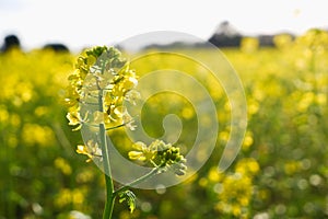 Yellow bright rapeseed flower close-up. Blooming rapeseed field. Canola Colza Yellow Flowers. Rapeseed, Oilseed Field Meadow