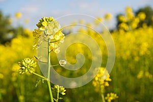 Yellow bright rapeseed flower close-up. Blooming rapeseed field. Canola Colza Yellow Flowers. Rapeseed, Oilseed Field Meadow