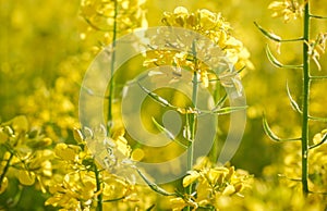 Yellow bright rapeseed flower close-up. Blooming rapeseed field. Canola Colza Yellow Flowers. Rapeseed, Oilseed Field Meadow