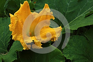 Yellow bright squash flower on green background