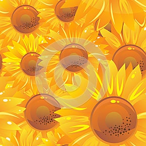 Yellow bright sunflowers