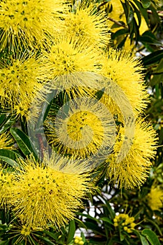 Yellow Brilliance of Australian Native