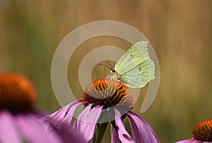 A yellow brimstone butterfly Gonepteryx rhamni feeding on a purple echinacea flower