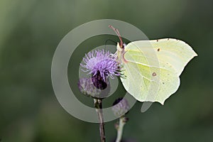 A yellow brimstone butterfly sits on a thistle flower. The background is green. The image is in landscape format