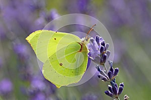 Yellow Brimstone butterfly sitting on a blue lavender flower