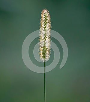 Yellow Bristle-Grass (Setaria pumila) in Backlight