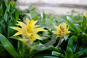 Yellow bromelias in a greenhouse photo