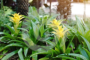 Yellow bromelias in a greenhouse photo