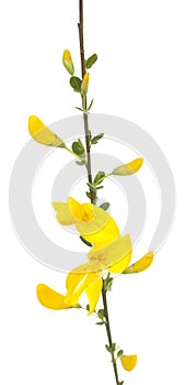 Yellow broom