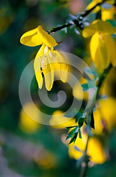 Yellow broom cytisus scoparius flower