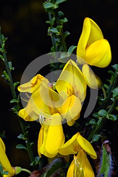 Yellow Broom flowers