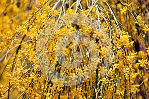 Yellow sphaerocarpa broom photo