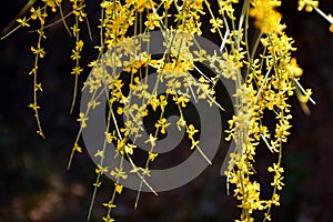 Yellow sphaerocarpa broom photo