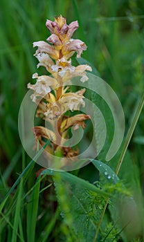 Yellow broomrape Orobanche lutea