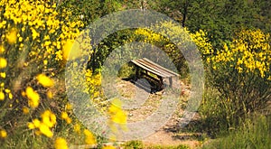 Yellow brooms flowers bench in nature horizontal photography background